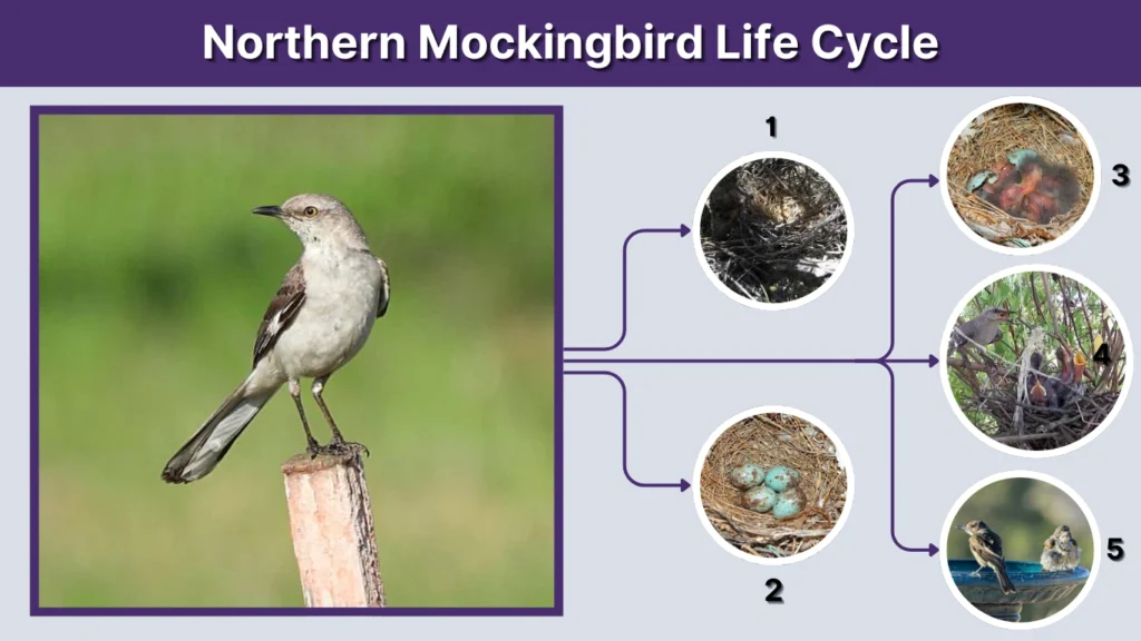 Northern Mockingbird Life Cycle