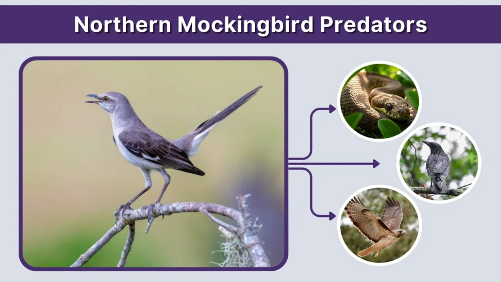 Northern Mockingbird Predators