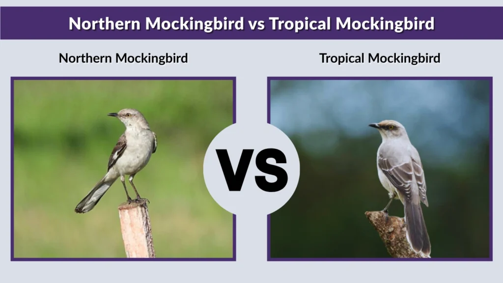 Northern Mockingbird vs Tropical Mockingbird