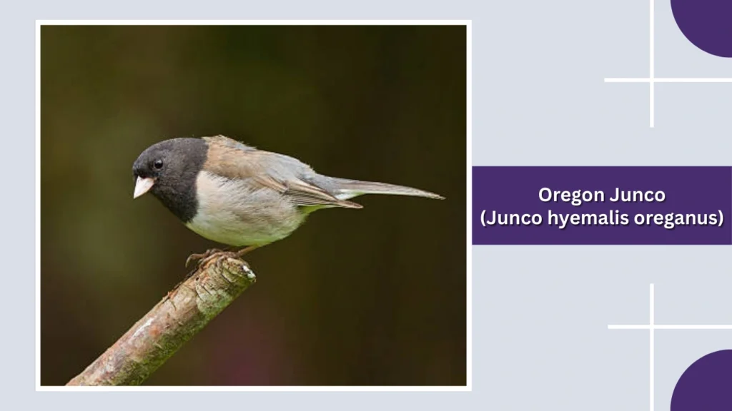Oregon Junco (Junco hyemalis oreganus)