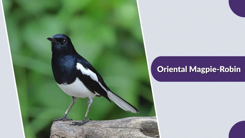Oriental Magpie-Robin