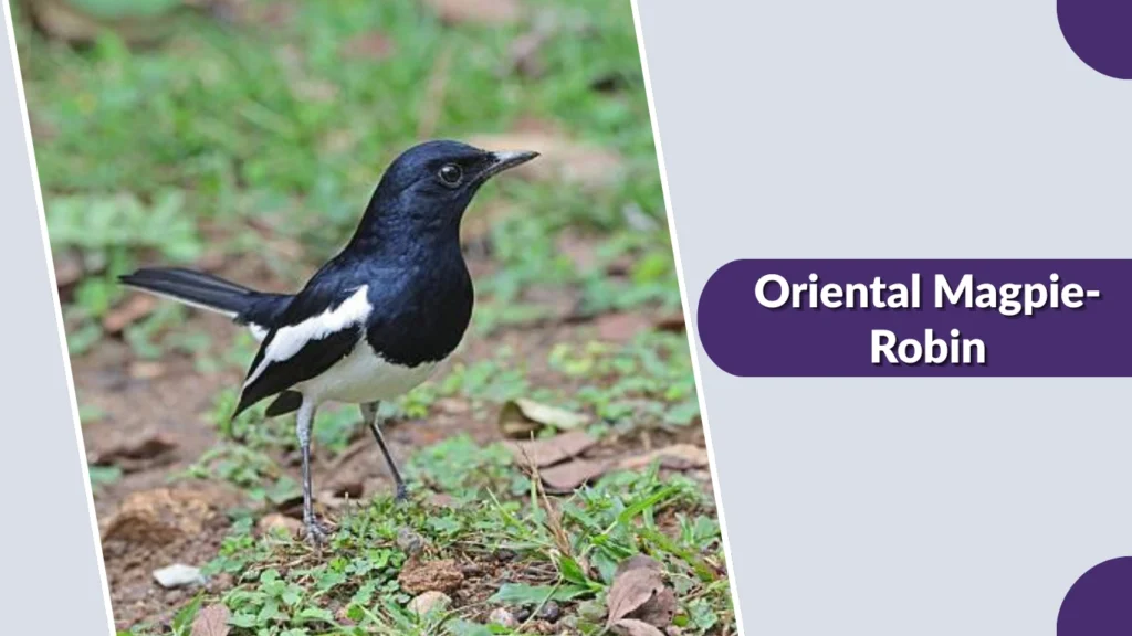 Oriental Magpie-Robin