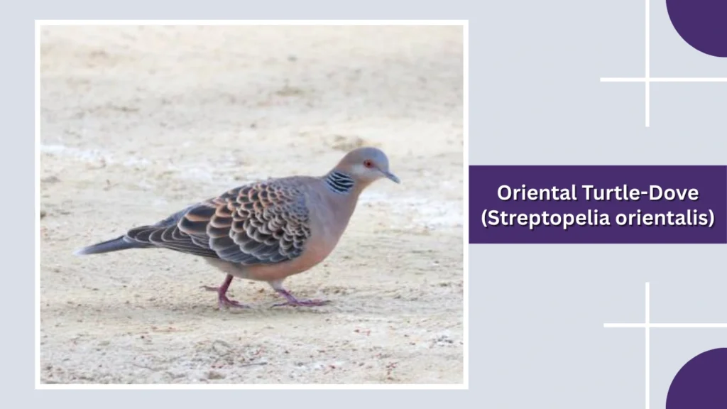 Oriental Turtle-Dove (Streptopelia orientalis)