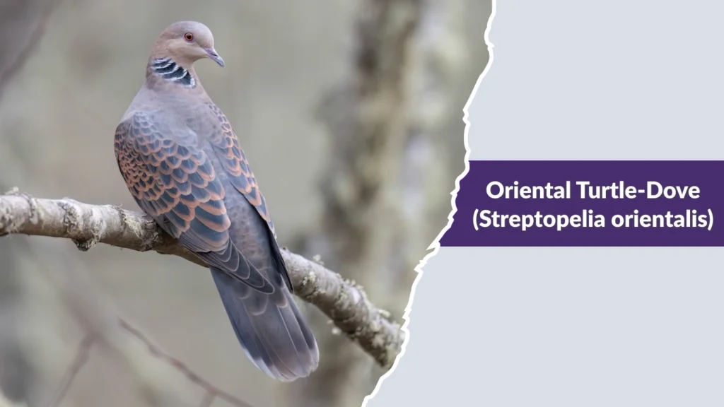 Oriental Turtle-Dove (Streptopelia orientalis)