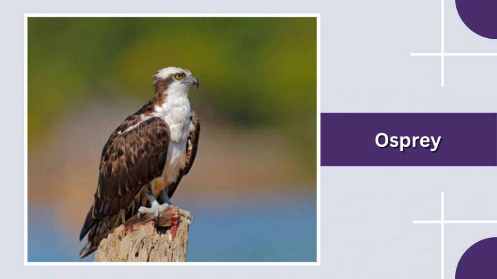 Osprey