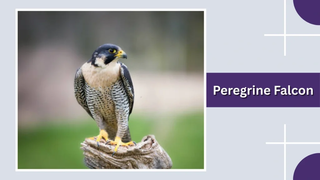 Peregrine Falcon
