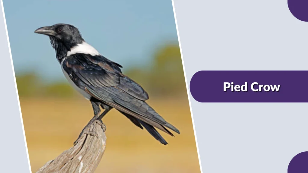 Pied Crow