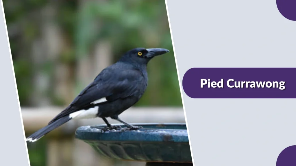 Pied Currawong