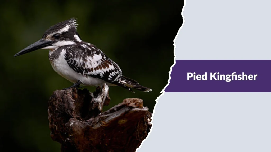 Pied Kingfisher