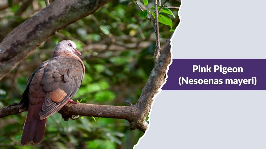 Pink Pigeon (Nesoenas mayeri)