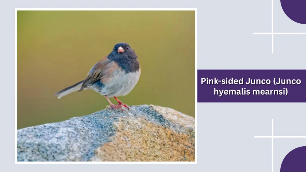 Pink-sided Junco (Junco hyemalis mearnsi)