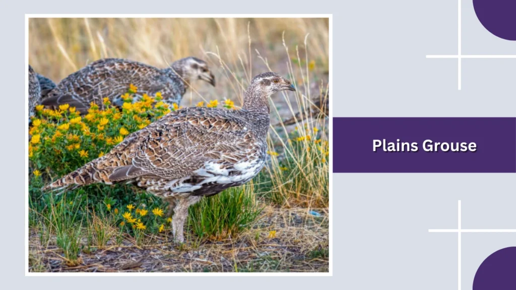 Plains Grouse