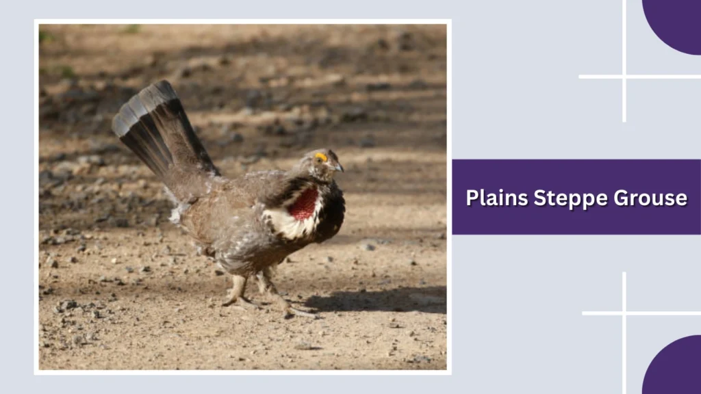 Plains Steppe Grouse