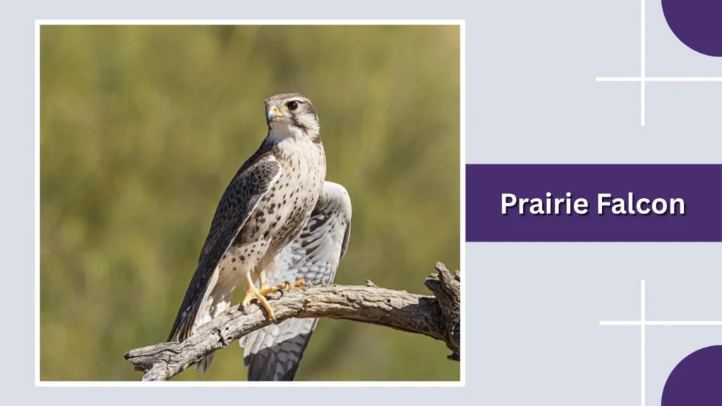 Prairie Falcon