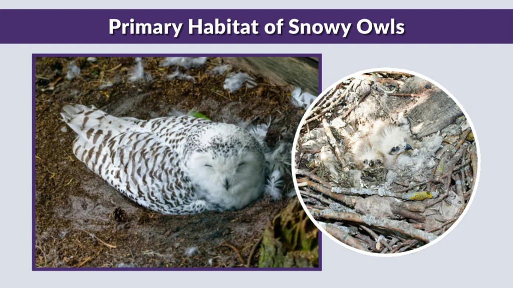 Primary Habitat of Snowy Owls