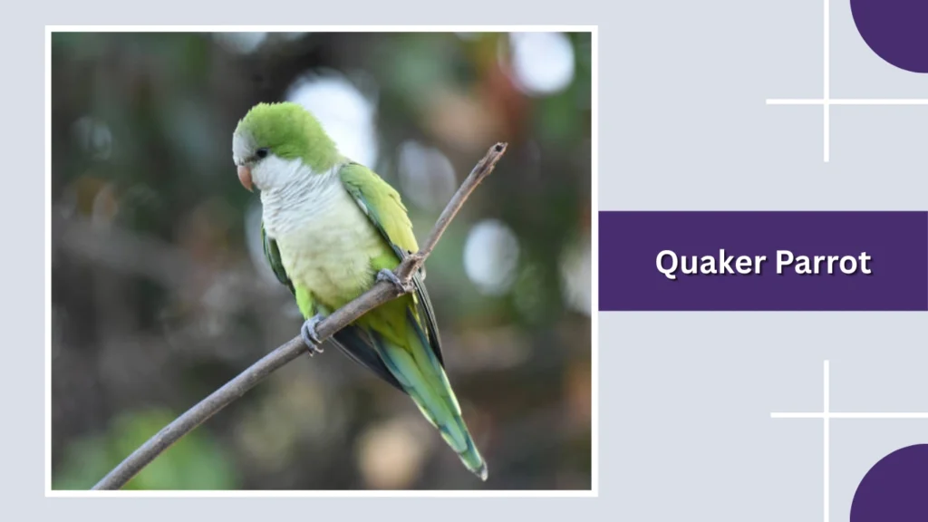 Quaker Parrot