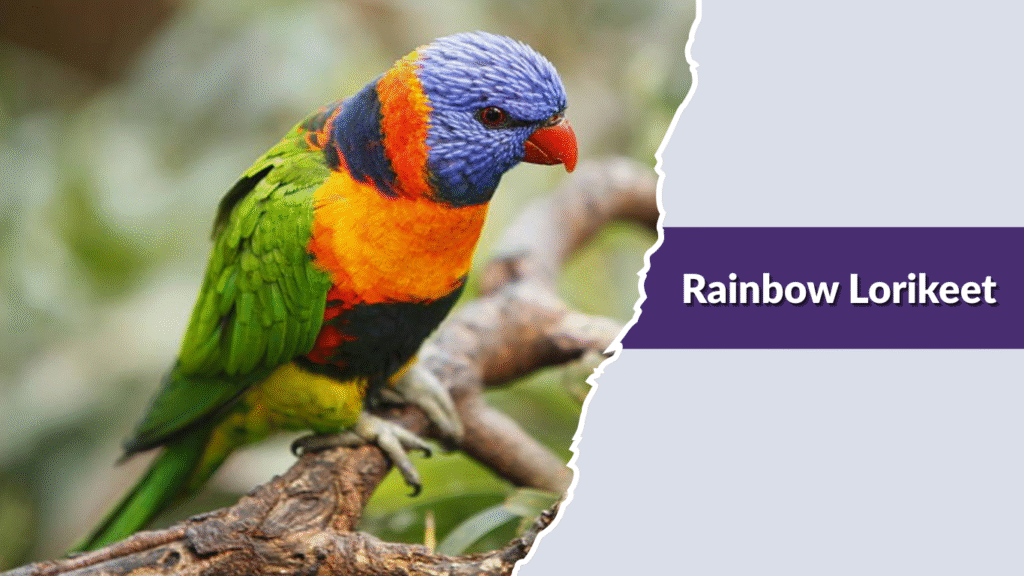Rainbow Lorikeet