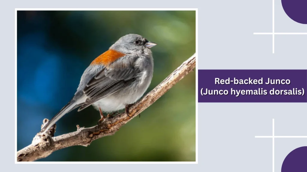 Red-backed Junco (Junco hyemalis dorsalis)