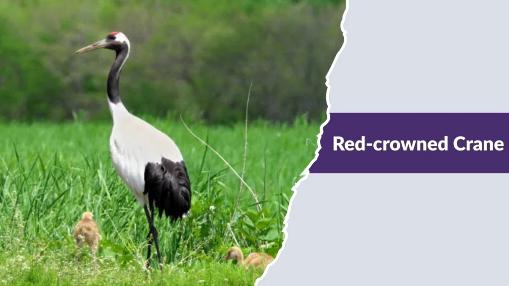 Red-crowned Crane