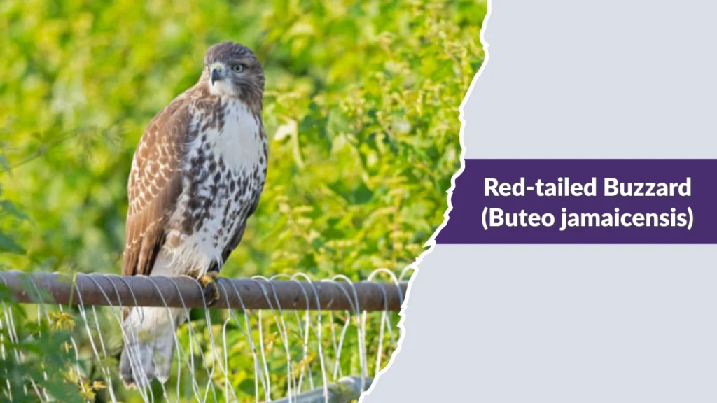 Red-tailed Buzzard (Buteo jamaicensis)