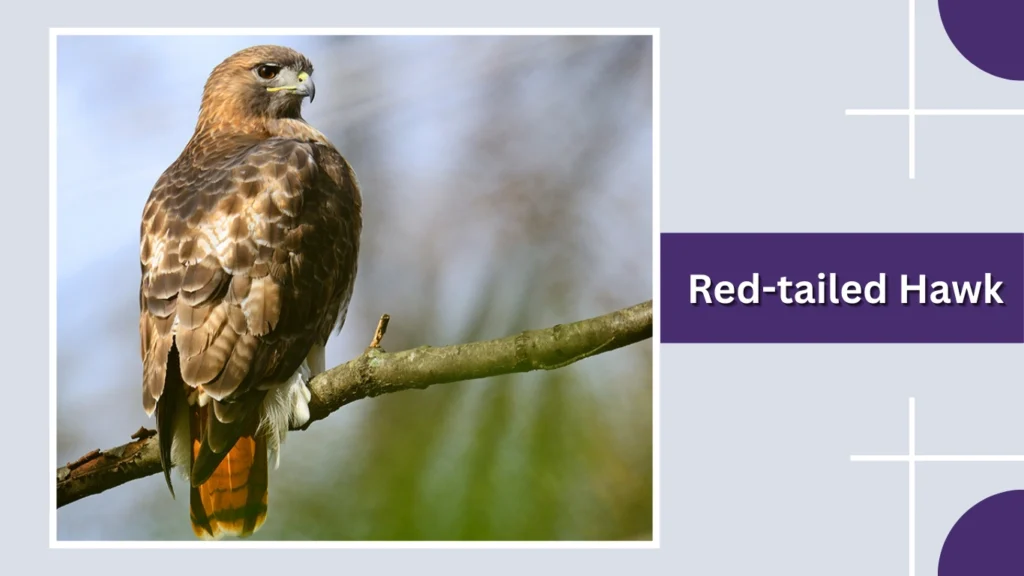Red-tailed Hawk