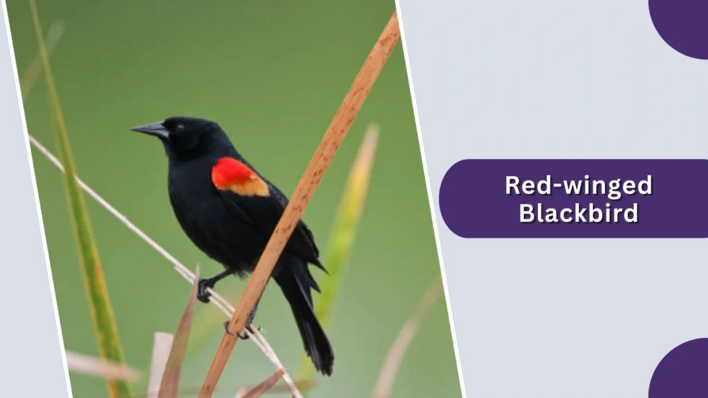 Red-winged Blackbird