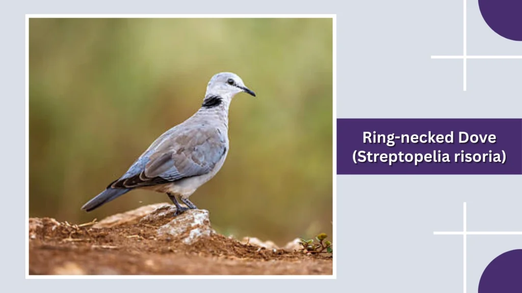 Ring-necked Dove (Streptopelia risoria)
