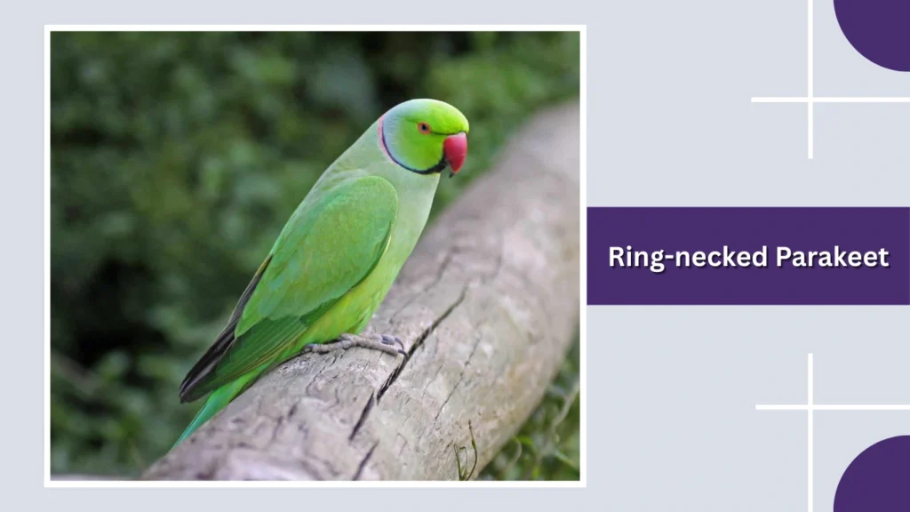 Ring-necked Parakeet