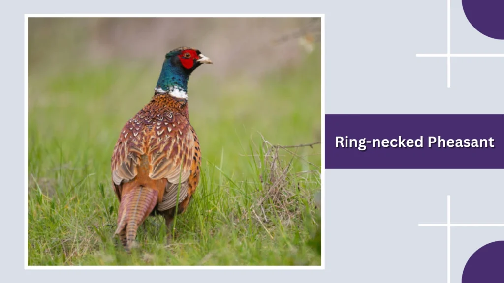 Ring-necked Pheasant