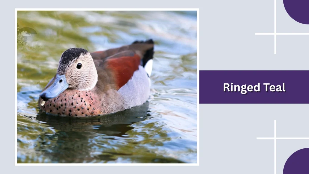 Ringed Teal