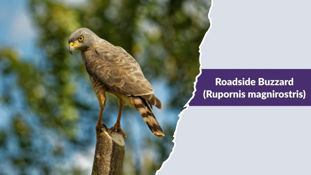 Roadside Buzzard (Rupornis magnirostris)