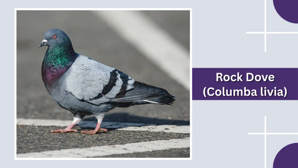 Rock Dove (Columba livia)