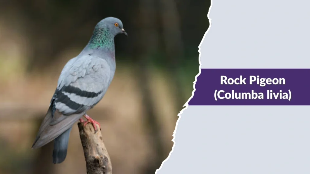 Rock Pigeon (Columba livia)