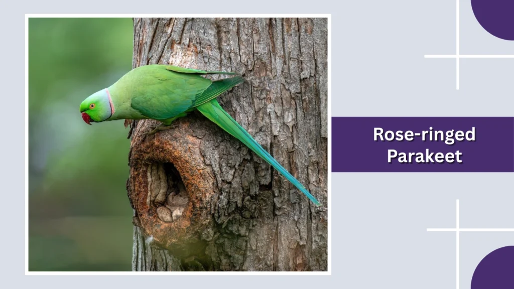 Rose-ringed Parakeet