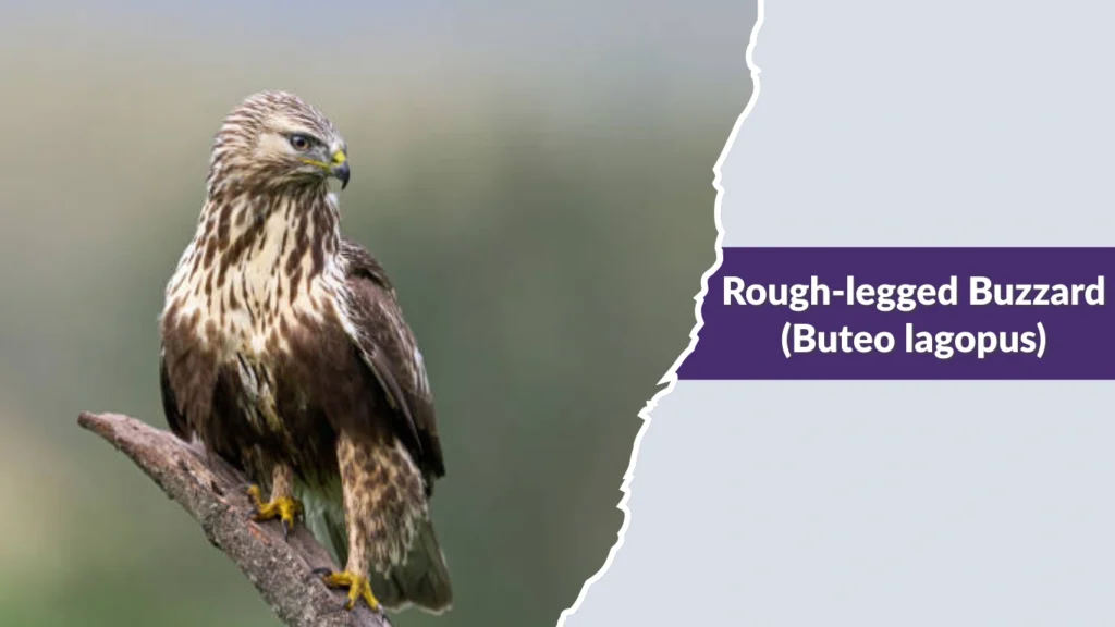 Rough-legged Buzzard (Buteo lagopus)