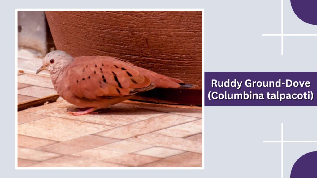Ruddy Ground-Dove (Columbina talpacoti)