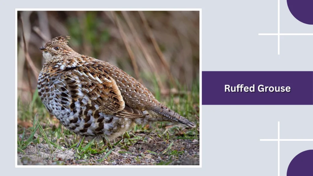 Ruffed Grouse