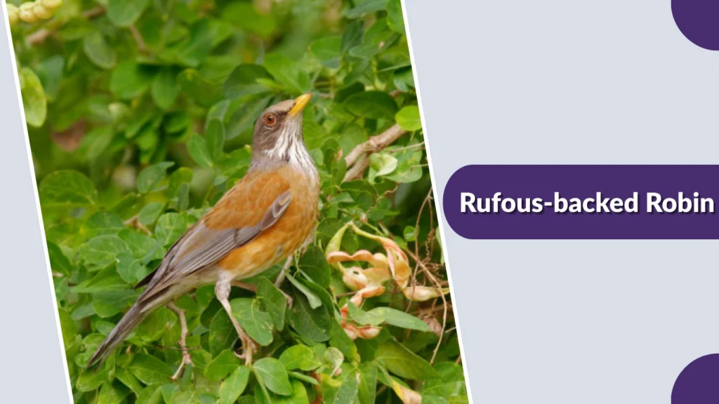 Rufous-backed Robin