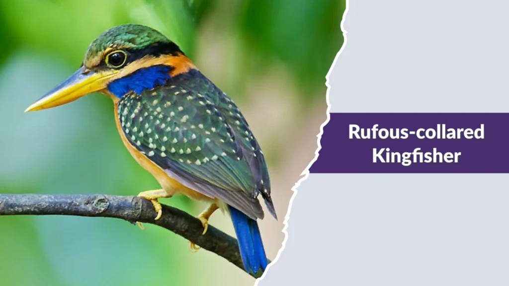 Rufous-collared Kingfisher