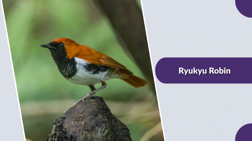 Ryukyu Robin