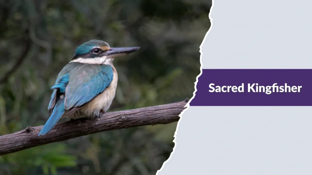 Sacred Kingfisher