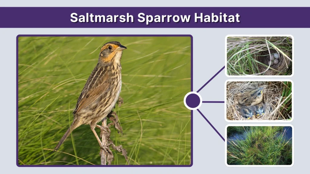 Saltmarsh Sparrow Habitat