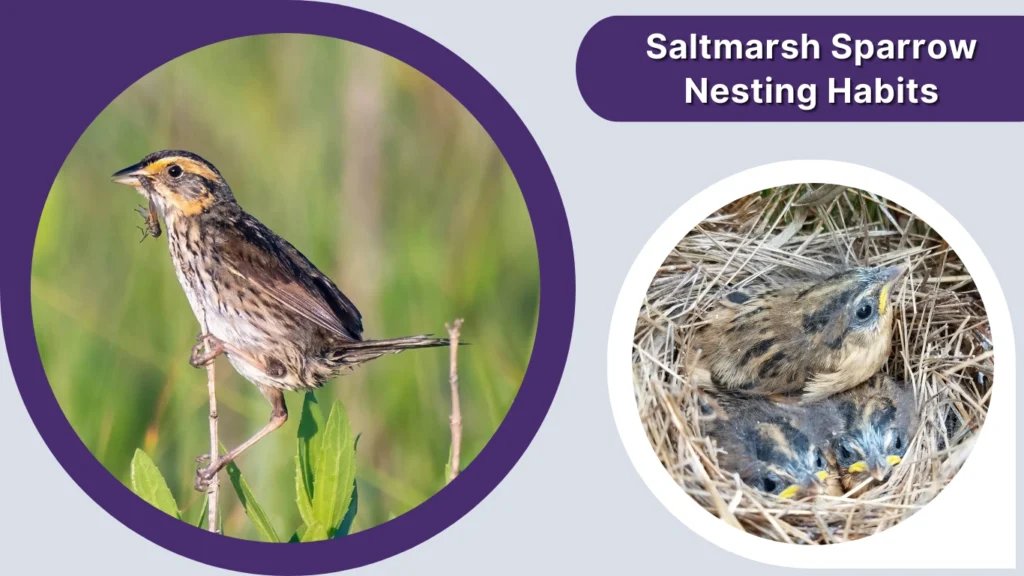 Saltmarsh Sparrow Nesting Habits