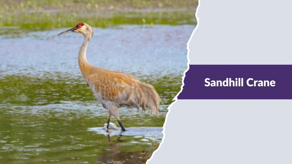 Sandhill Crane