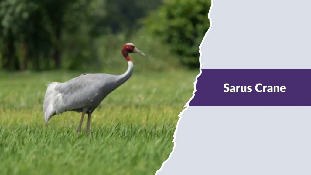 Sarus Crane