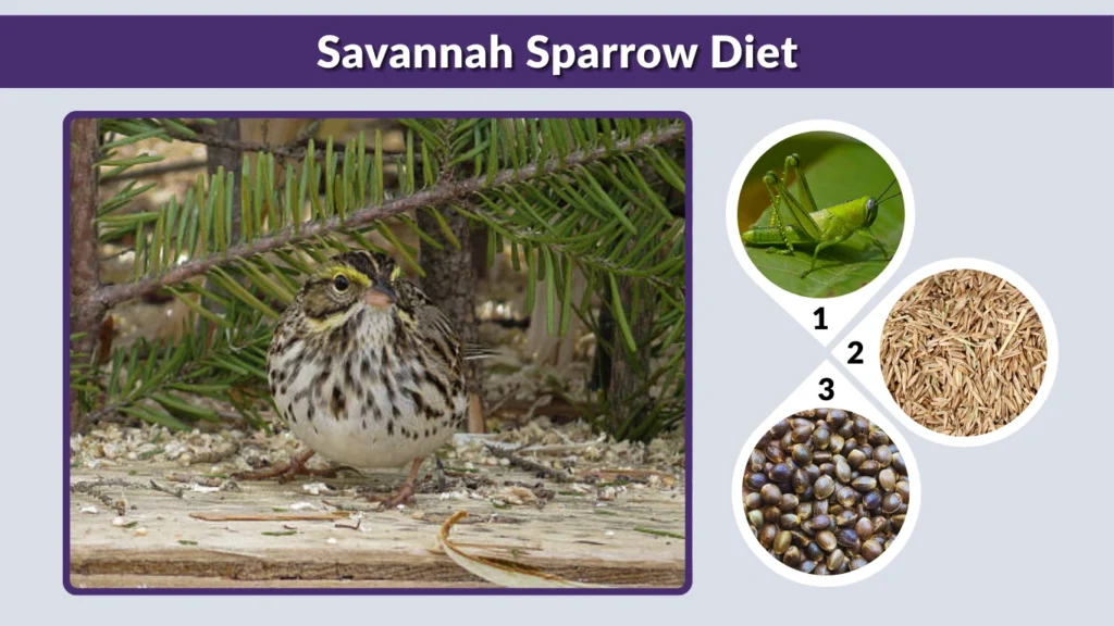 Savannah Sparrow Diet