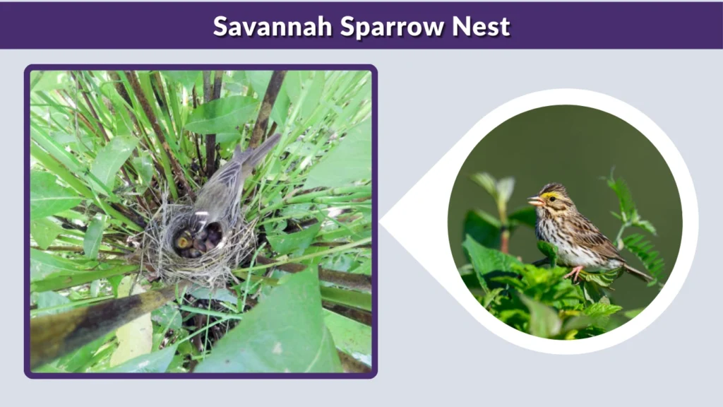 Savannah Sparrow Nest