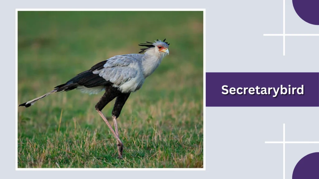 Secretarybird