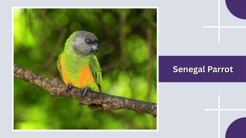 Senegal Parrot