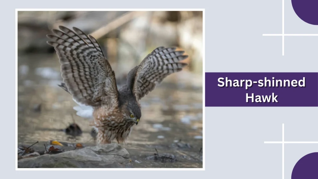 Sharp-shinned Hawk